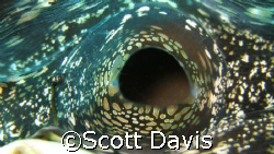 Inside a clam, this was a close as I could get before it ... by Scott Davis 